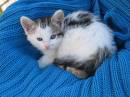 les chat je les adore troo